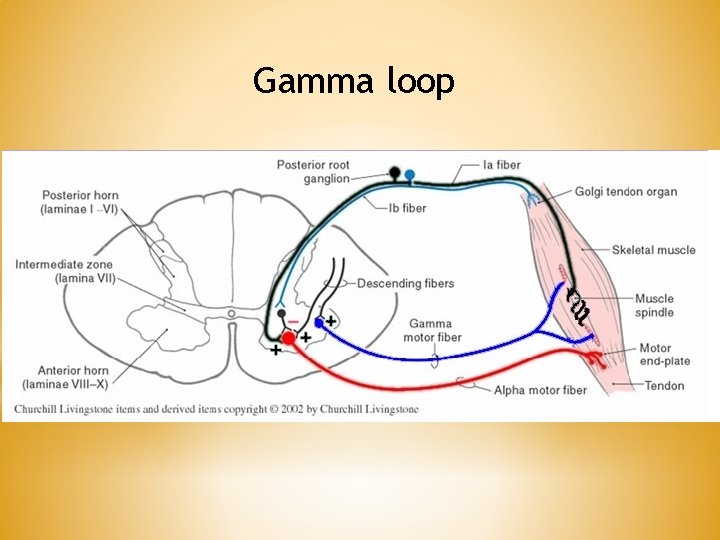 Gamma loop Gamma loop