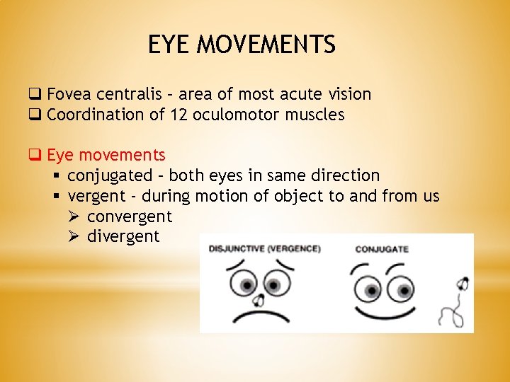 EYE MOVEMENTS q Fovea centralis – area of most acute vision q Coordination of