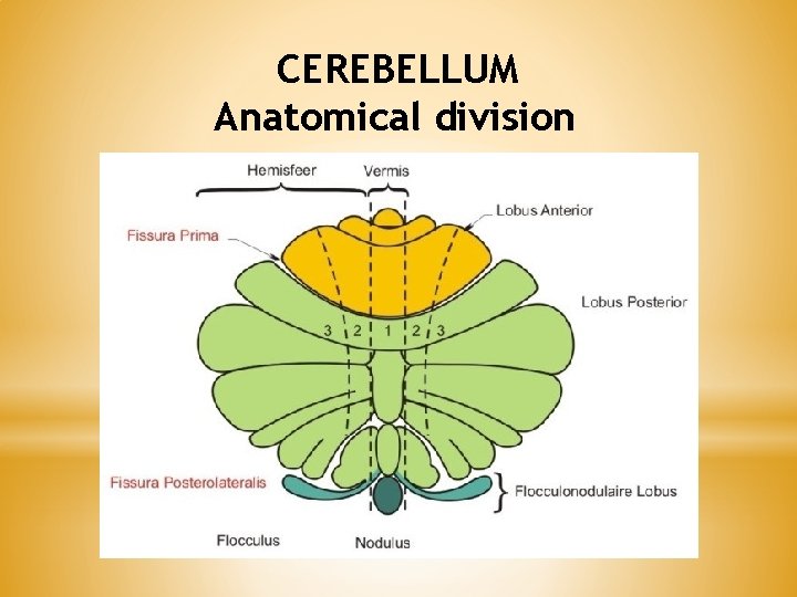 CEREBELLUM Anatomical division 