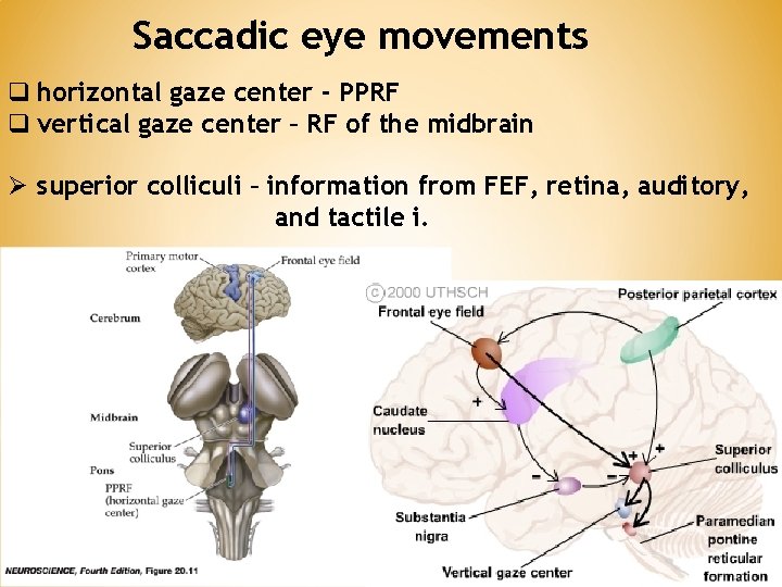 Saccadic eye movements q horizontal gaze center - PPRF q vertical gaze center –