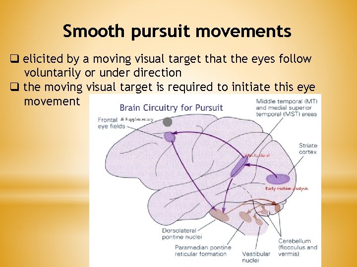 Smooth pursuit movements q elicited by a moving visual target that the eyes follow