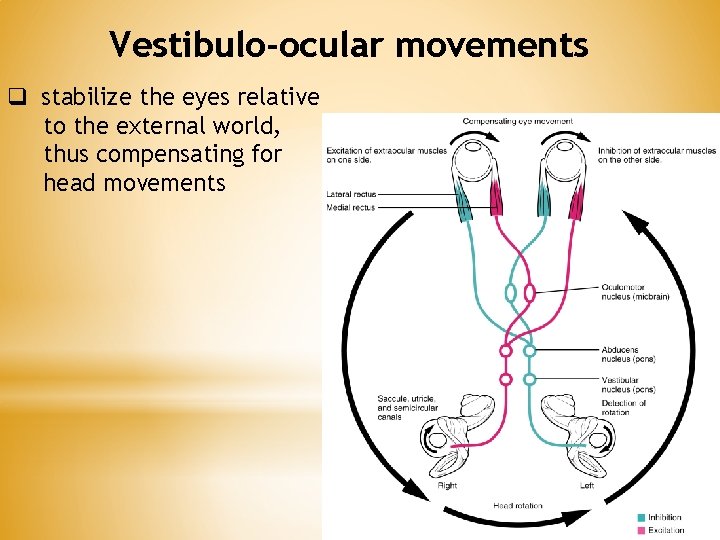 Vestibulo-ocular movements q stabilize the eyes relative to the external world, thus compensating for