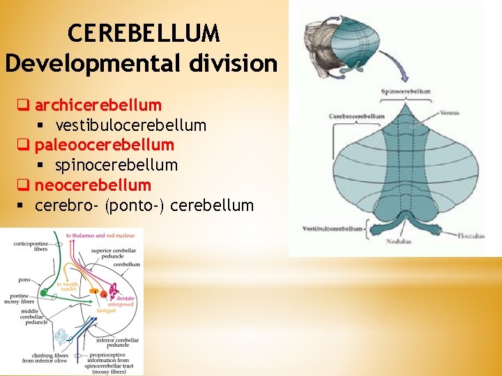 CEREBELLUM Developmental division q archicerebellum § vestibulocerebellum q paleoocerebellum § spinocerebellum q neocerebellum §