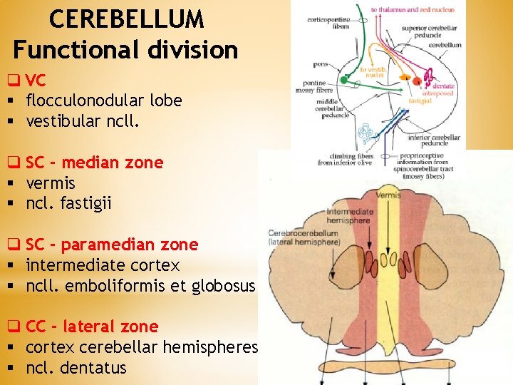 CEREBELLUM Functional division q VC § flocculonodular lobe § vestibular ncll. q SC -