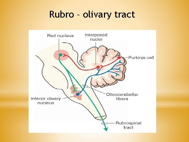 Rubro – olivary tract Rubro – olivary tract