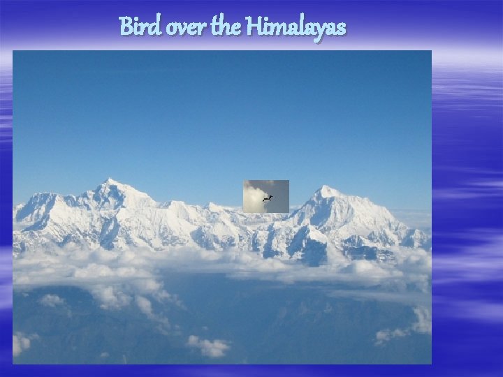 Bird over the Himalayas 