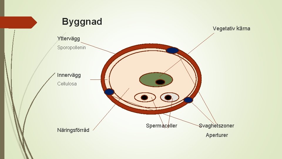 Byggnad Vegetativ kärna Yttervägg Sporopollenin Innervägg Cellulosa Näringsförråd Spermaceller Svaghetszoner Aperturer 