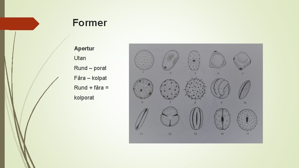 Former Apertur Utan Rund – porat Fåra – kolpat Rund + fåra = kolporat