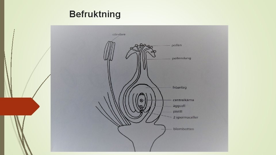 Befruktning 