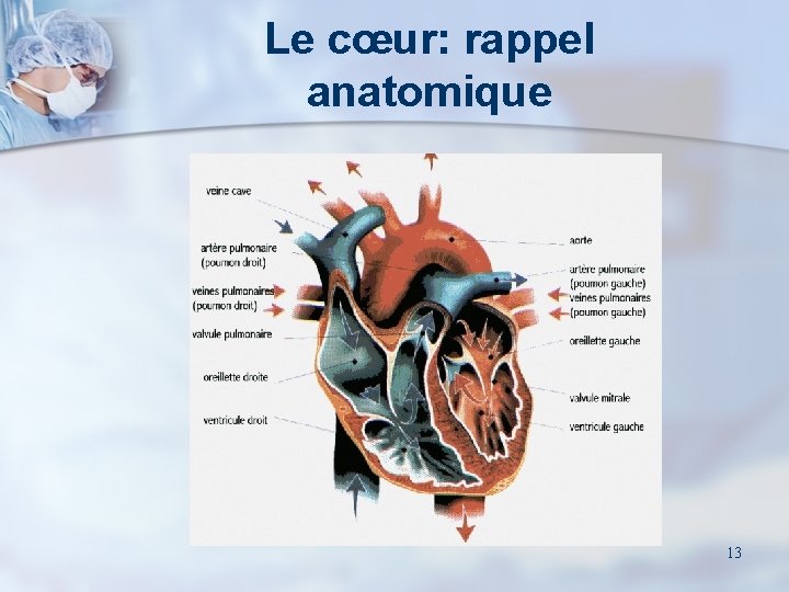 Le cœur: rappel anatomique 13 