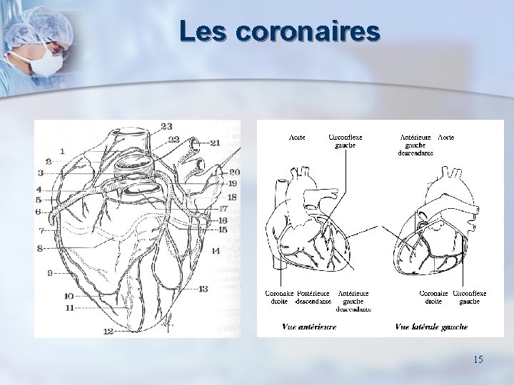 Les coronaires 15 