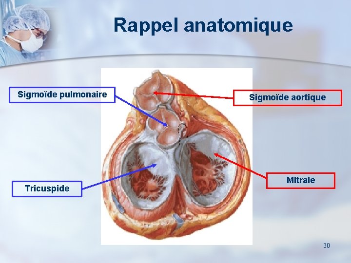 Rappel anatomique Sigmoïde pulmonaire Tricuspide Sigmoïde aortique Mitrale 30 