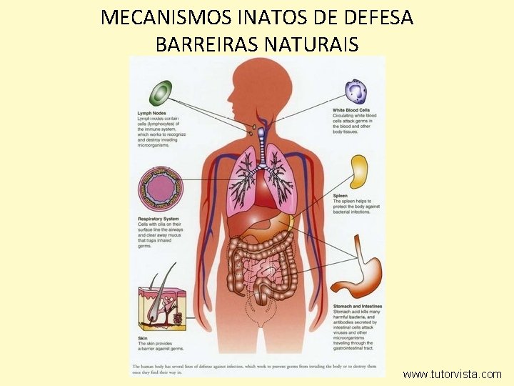 MECANISMOS INATOS DE DEFESA BARREIRAS NATURAIS www. tutorvista. com 