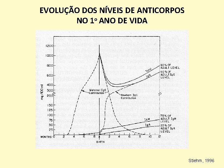 EVOLUÇÃO DOS NÍVEIS DE ANTICORPOS NO 1 o ANO DE VIDA Stiehm, 1996 