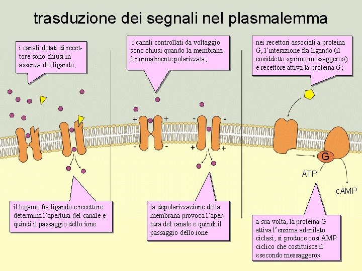 trasduzione dei segnali nel plasmalemma i canali dotati di recettore sono chiusi in assenza