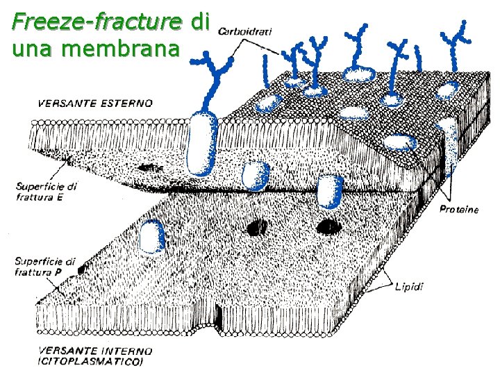 Freeze-fracture di una membrana 