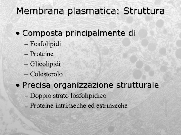 Membrana plasmatica: Struttura • Composta principalmente di – Fosfolipidi – Proteine – Glicolipidi –