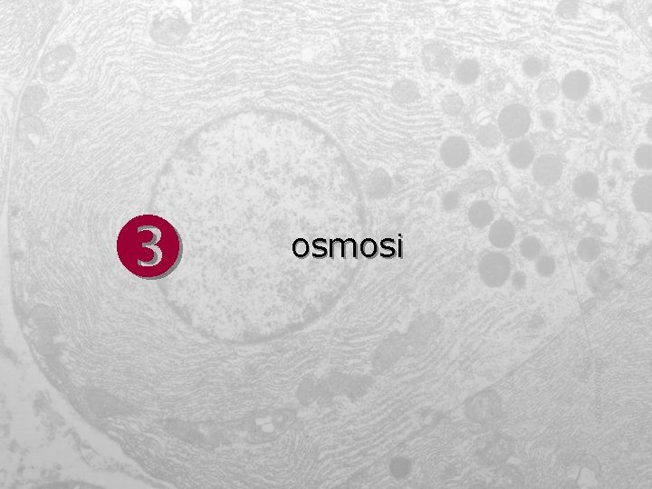  osmosi 