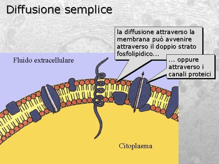 Diffusione semplice Fluido extracellulare la diffusione attraverso la membrana può avvenire attraverso il doppio