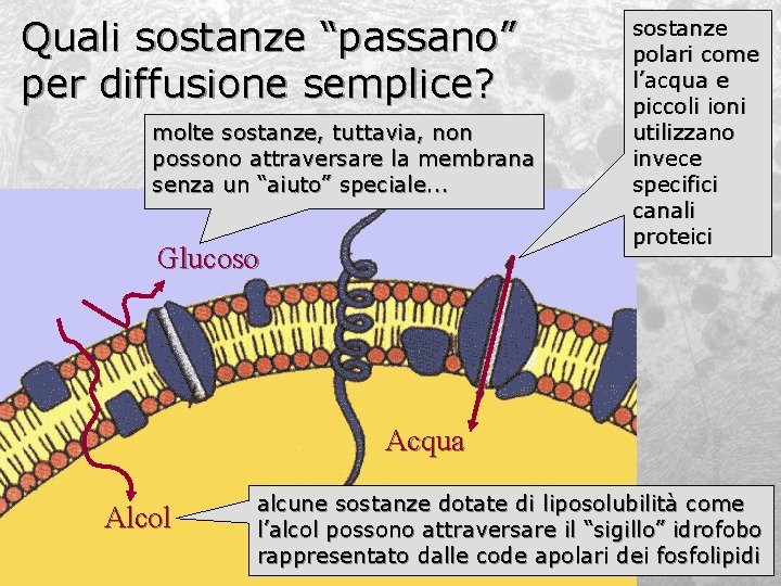 Quali sostanze “passano” per diffusione semplice? molte sostanze, tuttavia, non possono attraversare la membrana