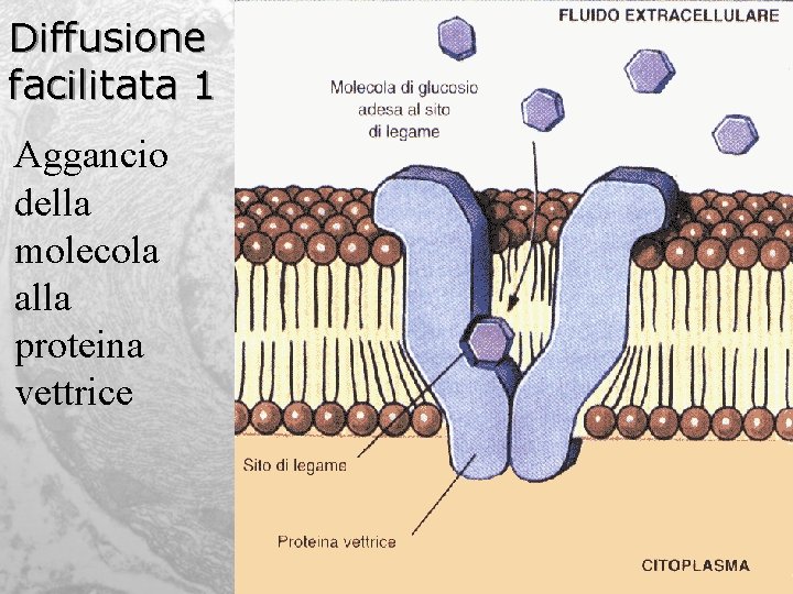 Diffusione facilitata 1 Aggancio della molecola alla proteina vettrice 