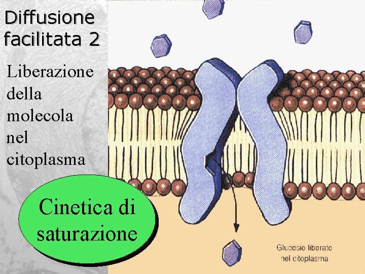 Diffusione facilitata 2 Liberazione della molecola nel citoplasma Cinetica di saturazione 