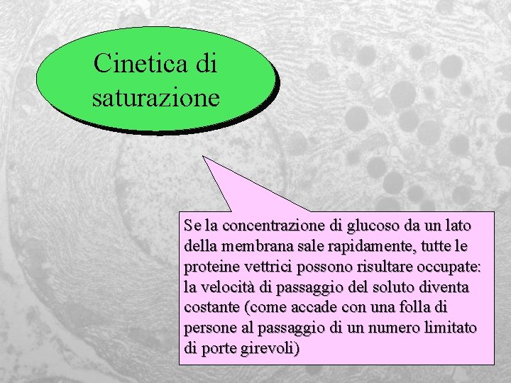 Cinetica di saturazione Se la concentrazione di glucoso da un lato della membrana sale