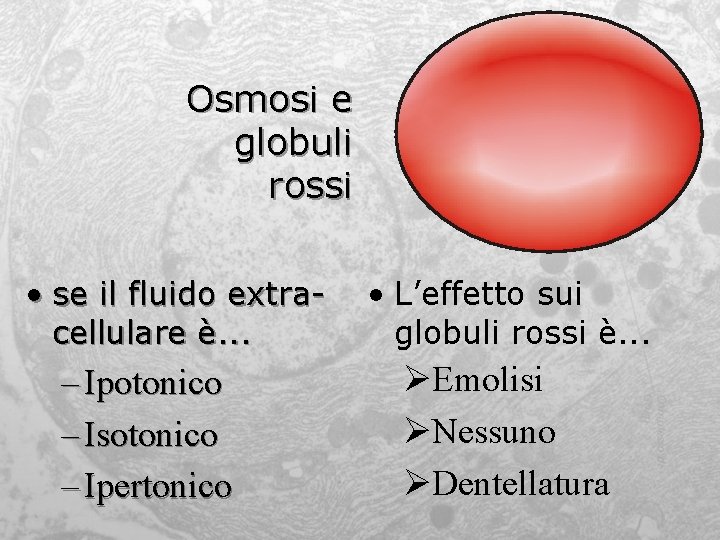 Osmosi e globuli rossi • se il fluido extracellulare è. . . – Ipotonico