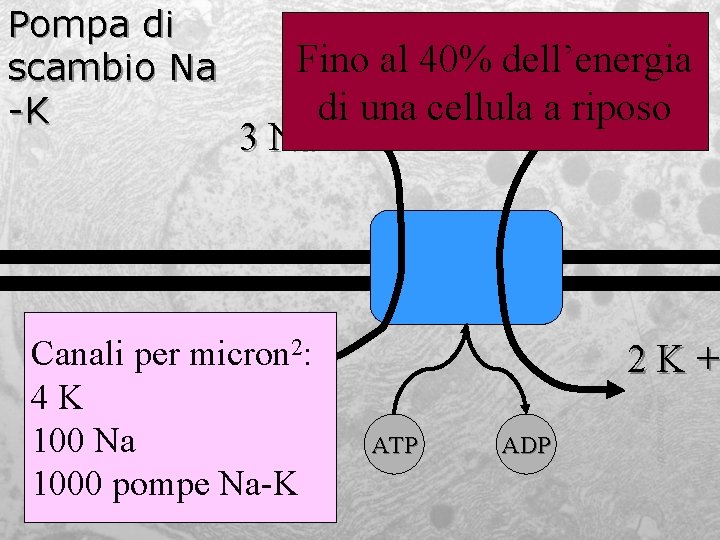 Pompa di scambio Na -K Fino al 40% dell’energia di una cellula a riposo