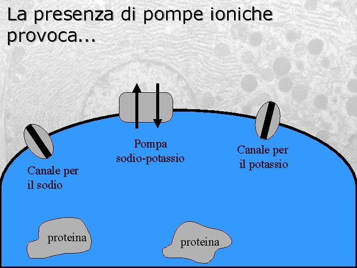 La presenza di pompe ioniche provoca. . . Canale per il sodio proteina Pompa