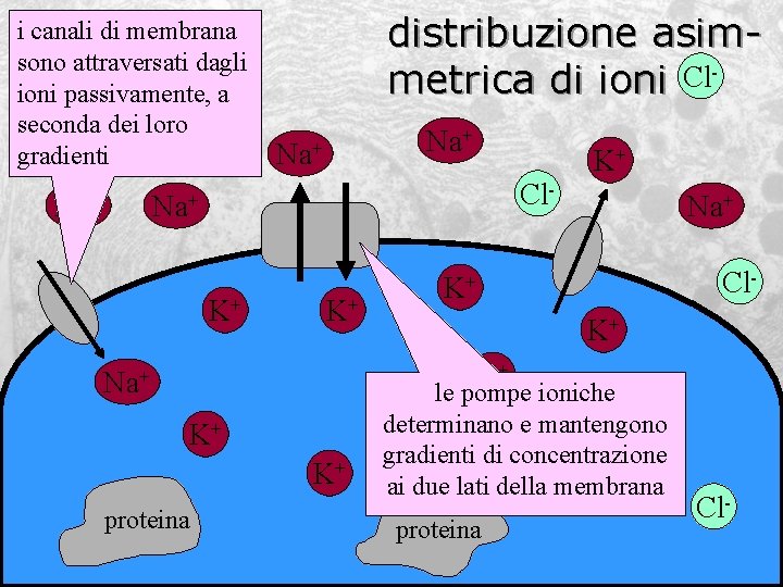 i canali di membrana sono attraversati dagli ioni passivamente, a seconda. Na dei+loro. Clgradienti