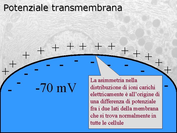Potenziale transmembrana + + + + + - - - + + La asimmetria