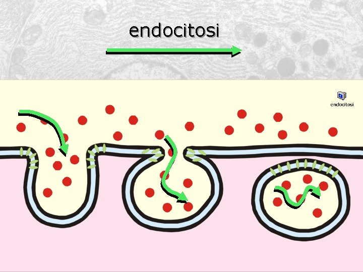 endocitosi 