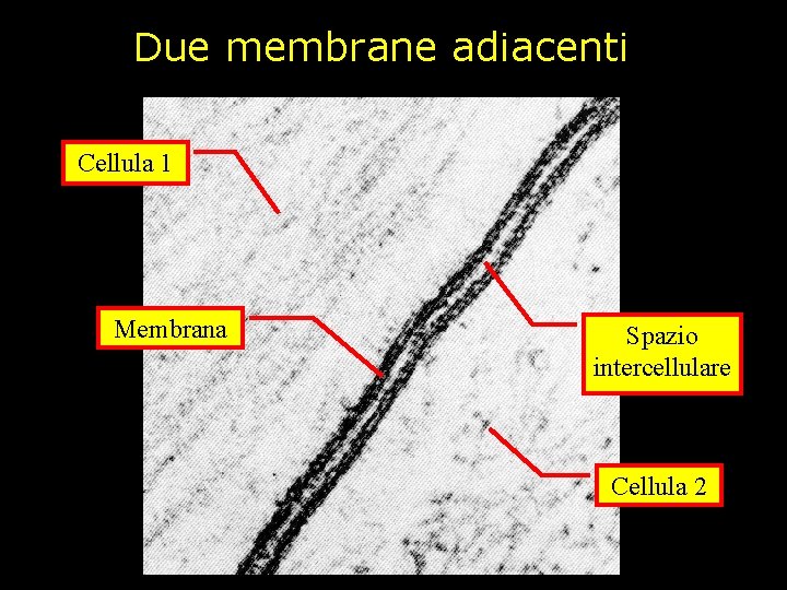Due membrane adiacenti Cellula 1 Membrana Spazio intercellulare Cellula 2 