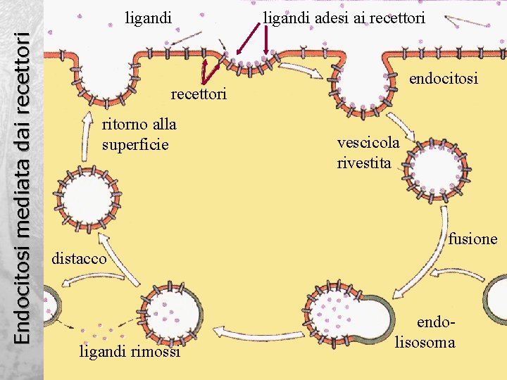 Endocitosi mediata dai recettori ligandi adesi ai recettori endocitosi recettori ritorno alla superficie vescicola