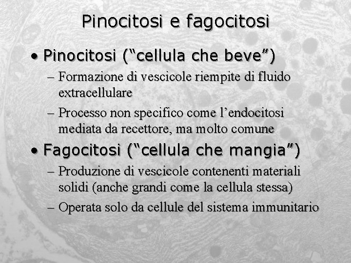 Pinocitosi e fagocitosi • Pinocitosi (“cellula che beve”) – Formazione di vescicole riempite di