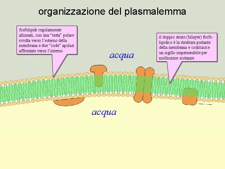 organizzazione del plasmalemma fosfolipidi regolarmente allineati, con una “testa” polare rivolta verso l’esterno della