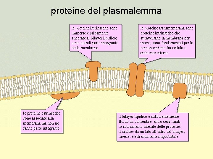 proteine del plasmalemma le proteine intrinseche sono immerse e saldamente ancorate al bilayer lipidico;
