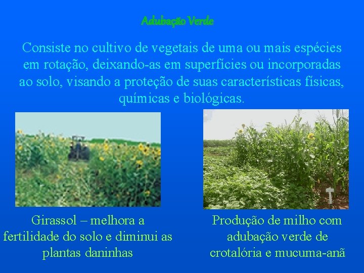 Adubação Verde Consiste no cultivo de vegetais de uma ou mais espécies em rotação,