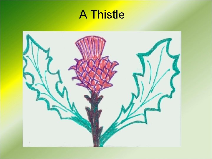 A Thistle 
