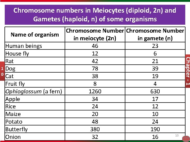 Chromosome numbers in Meiocytes (diploid, 2 n) and Gametes (haploid, n) of some organisms