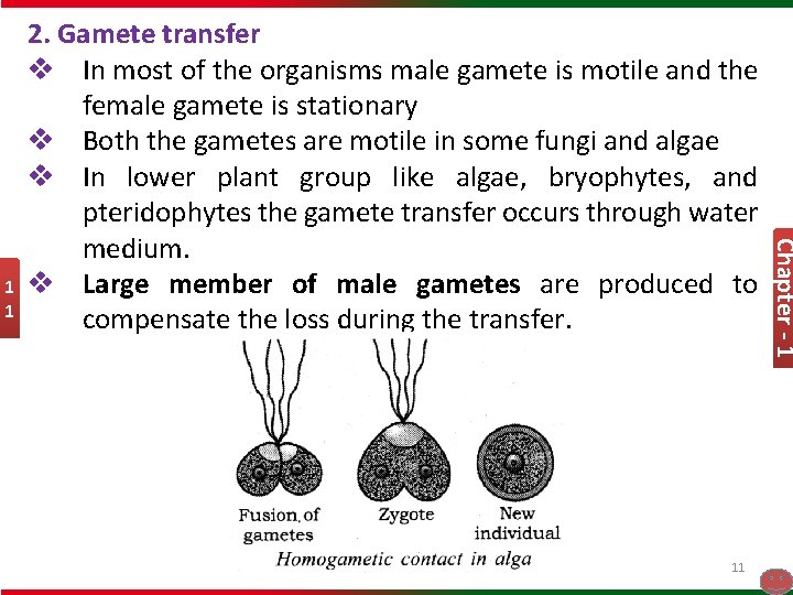 11 Chapter - 1 1 1 2. Gamete transfer v In most of the