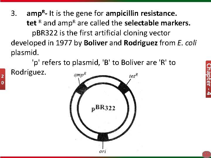 3. Chapter - 4 2 0 amp. R- It is the gene for ampicillin