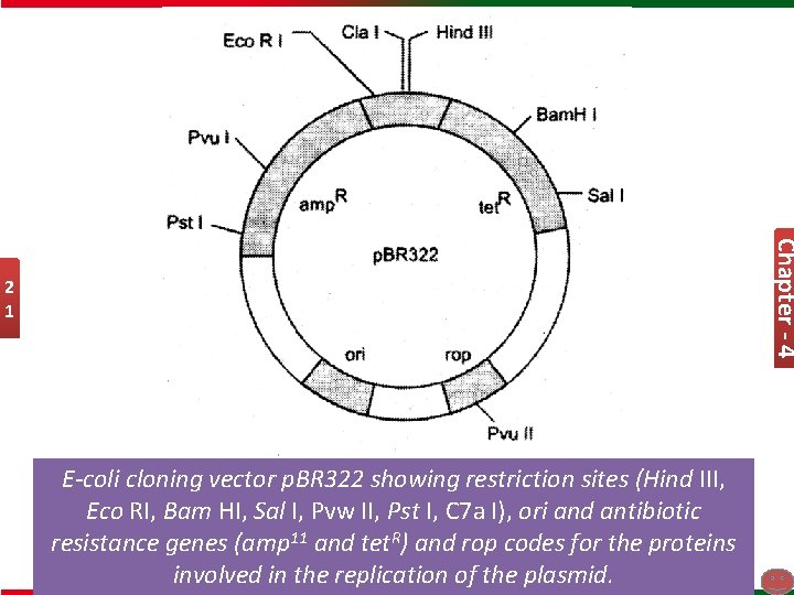 Chapter - 4 2 1 E-coli cloning vector p. BR 322 showing restriction sites