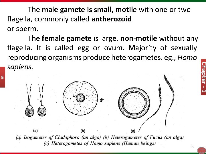 5 5 Chapter - 1 The male gamete is small, motile with one or