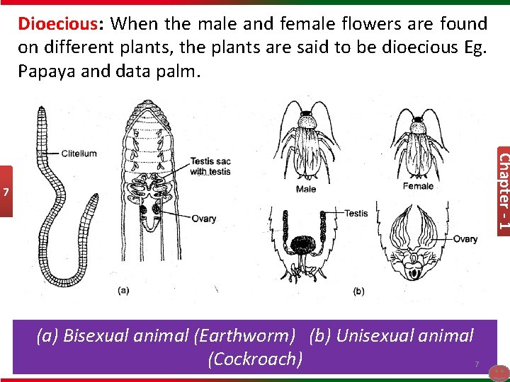 Dioecious: When the male and female flowers are found on different plants, the plants