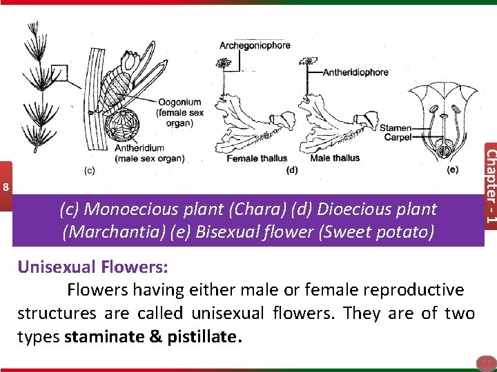 (c) Monoecious plant (Chara) (d) Dioecious plant (Marchantia) (e) Bisexual flower (Sweet potato) Unisexual