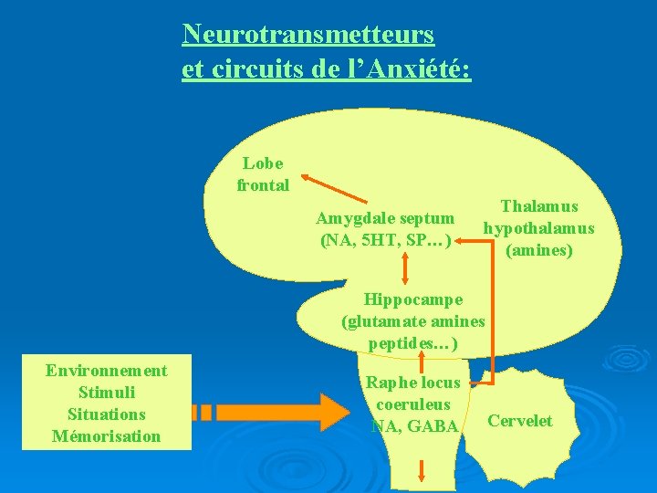 Neurotransmetteurs et circuits de l’Anxiété: Lobe frontal Amygdale septum (NA, 5 HT, SP…) Thalamus