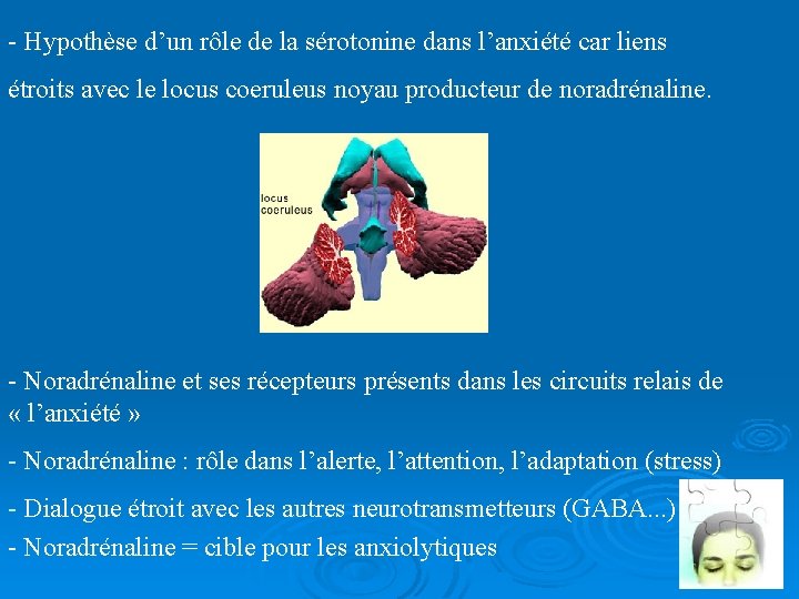 - Hypothèse d’un rôle de la sérotonine dans l’anxiété car liens étroits avec le
