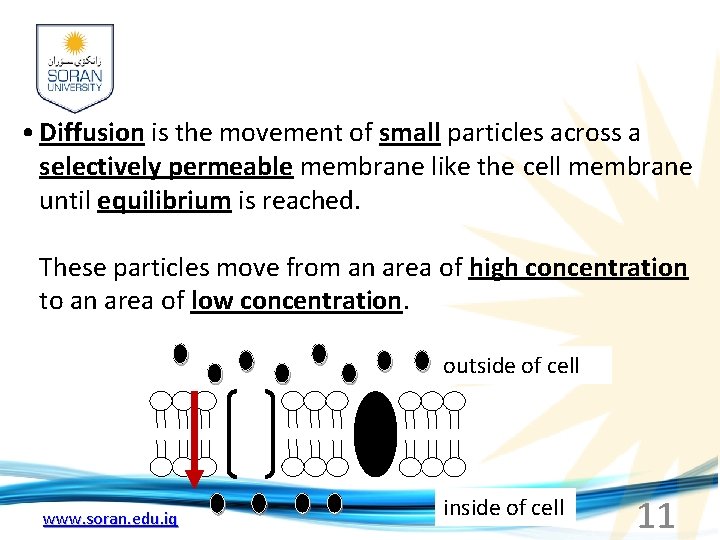  • Diffusion is the movement of small particles across a selectively permeable membrane